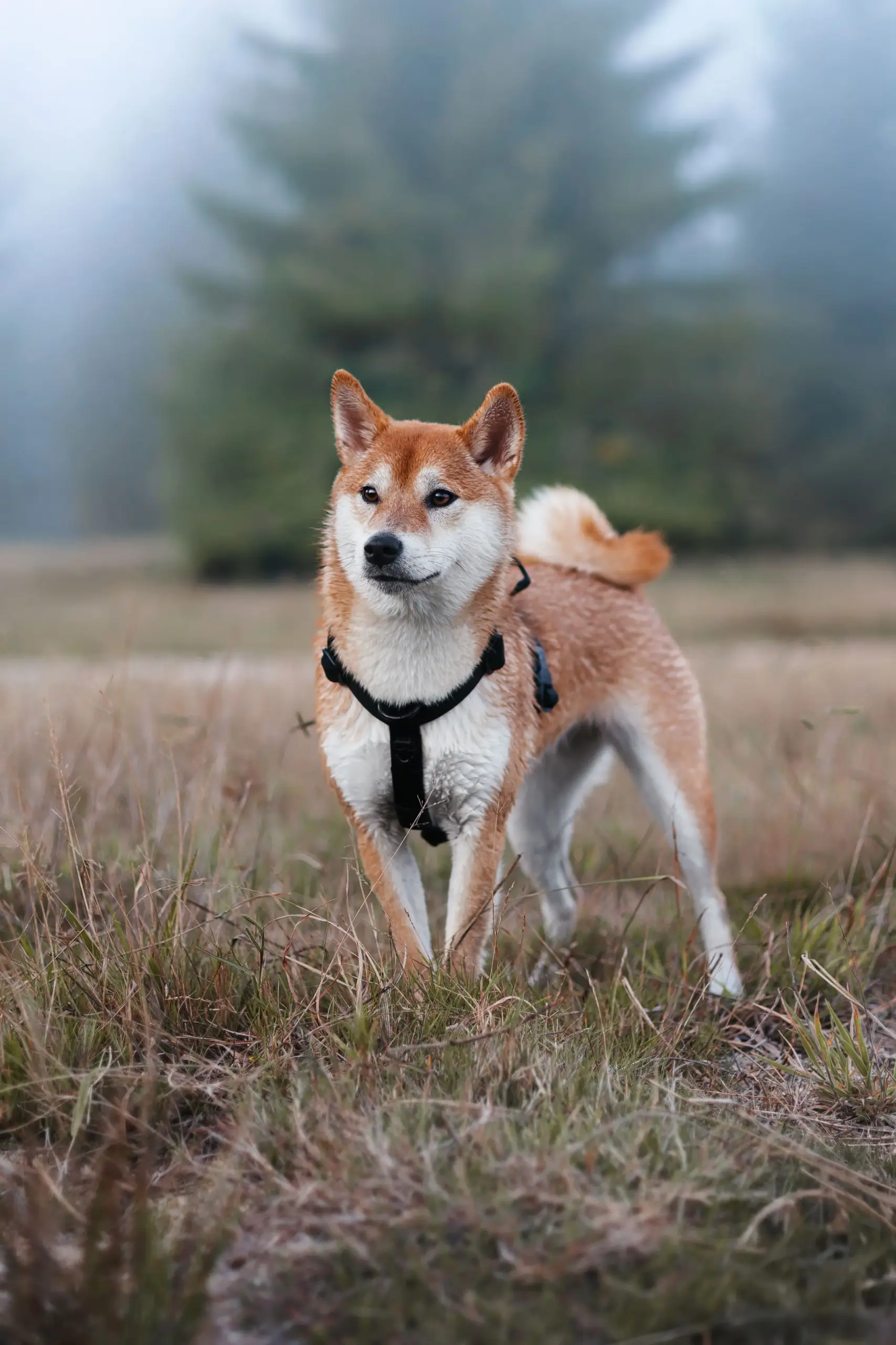 doggycraft-arnes-carbon-modelo