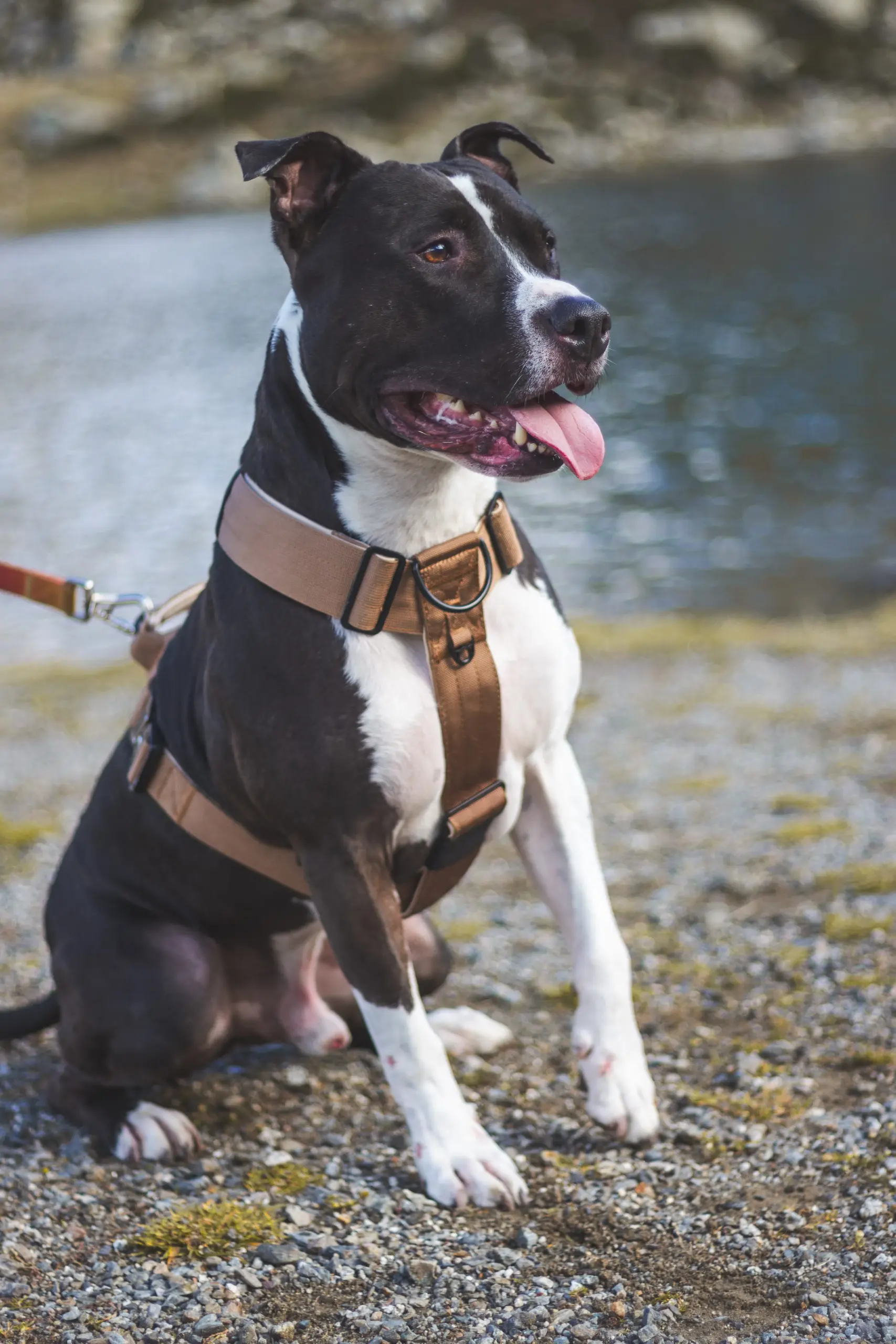 doggycraft-arnes-terra-modelo-1