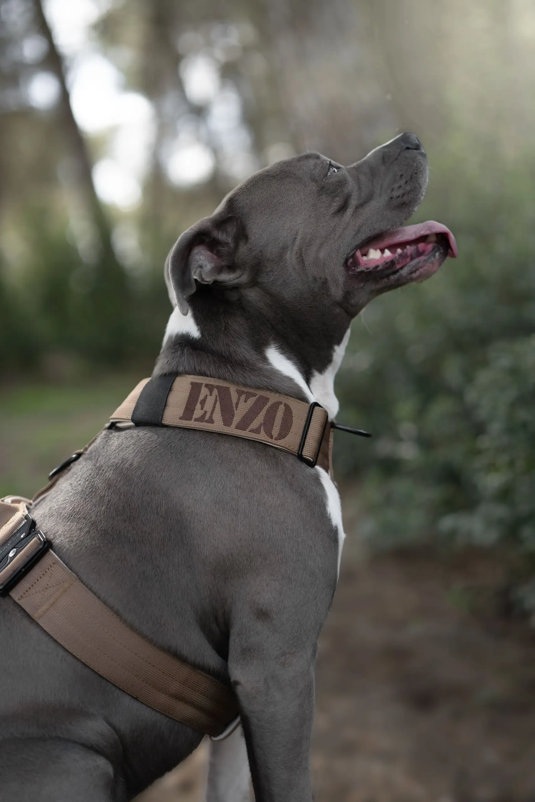 doggycraft-arnes-terra-modelo-2