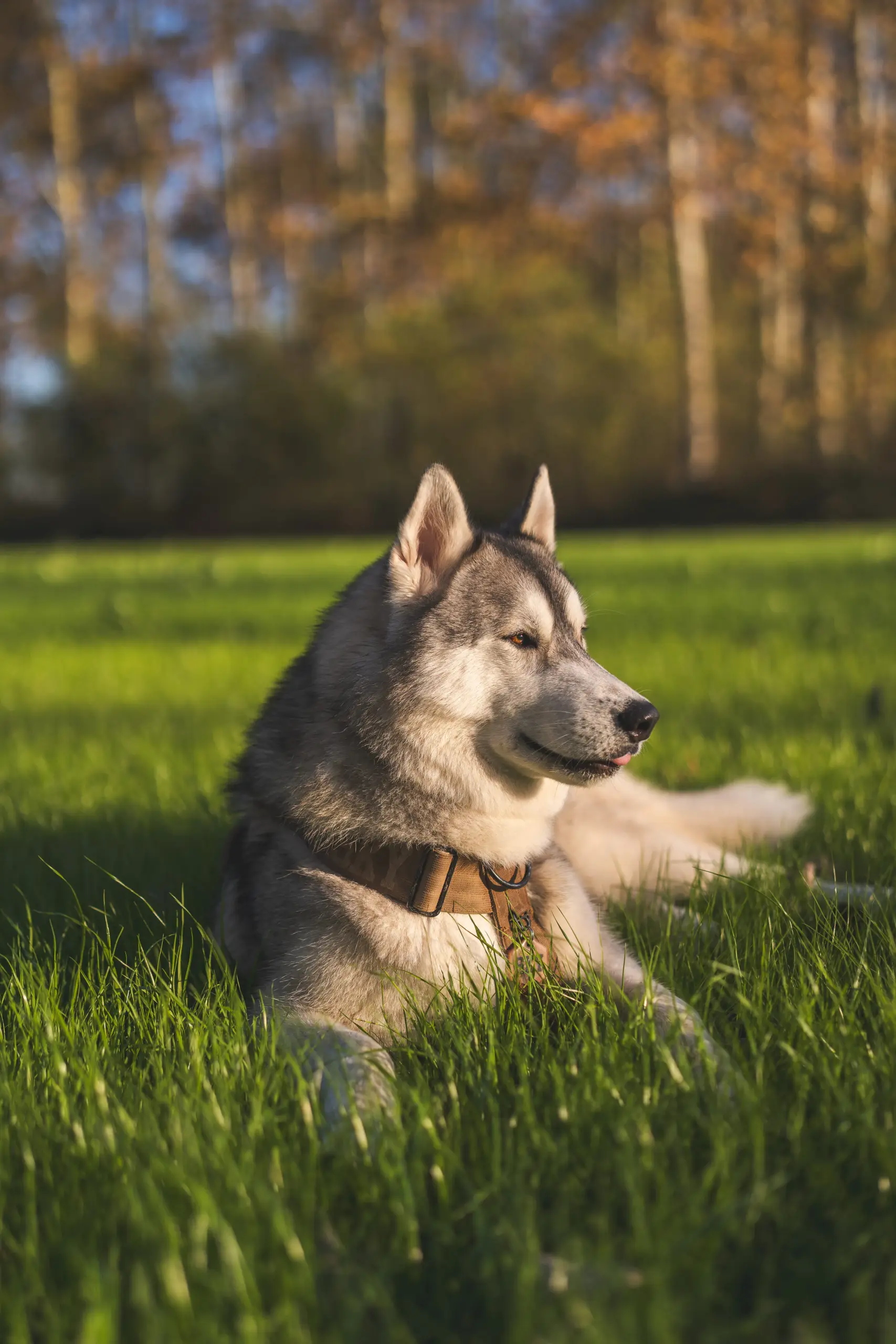 doggycraft-arnes-terra-modelo