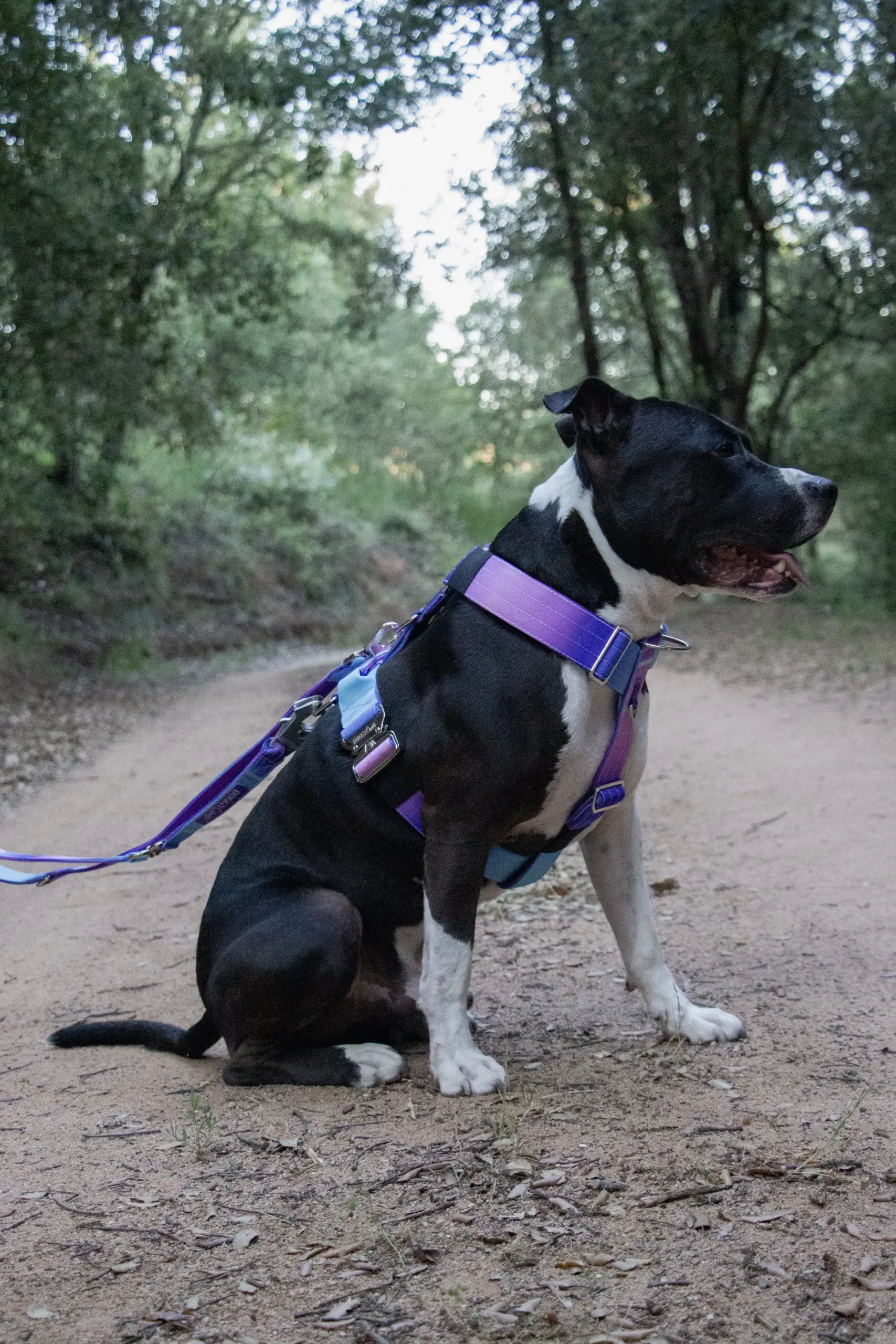 doggycraft-arnes-universe-modelo