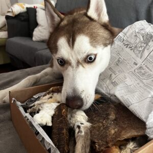 Doggy Box S