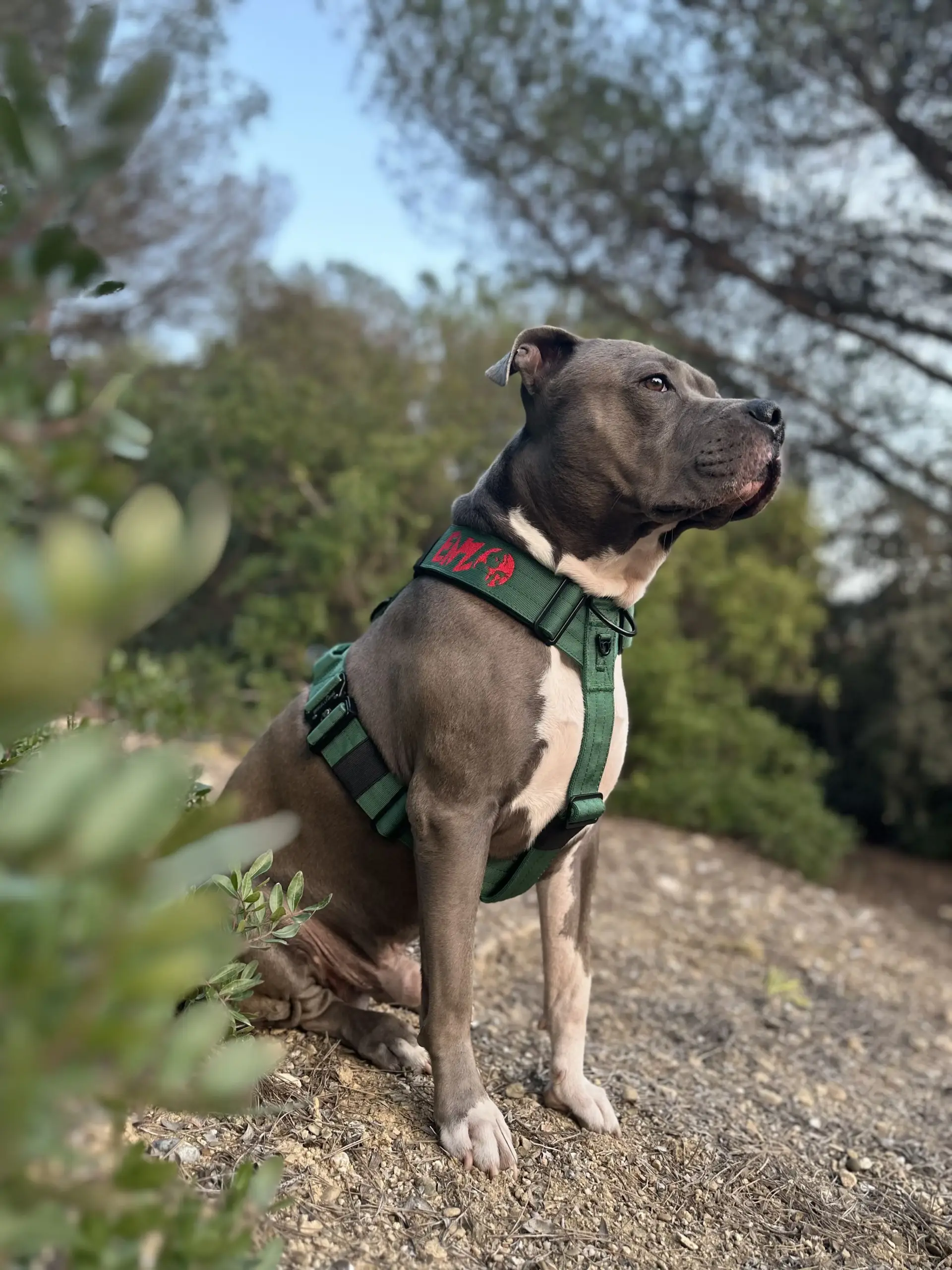 doggycraft-arnes-forest-modelo-1
