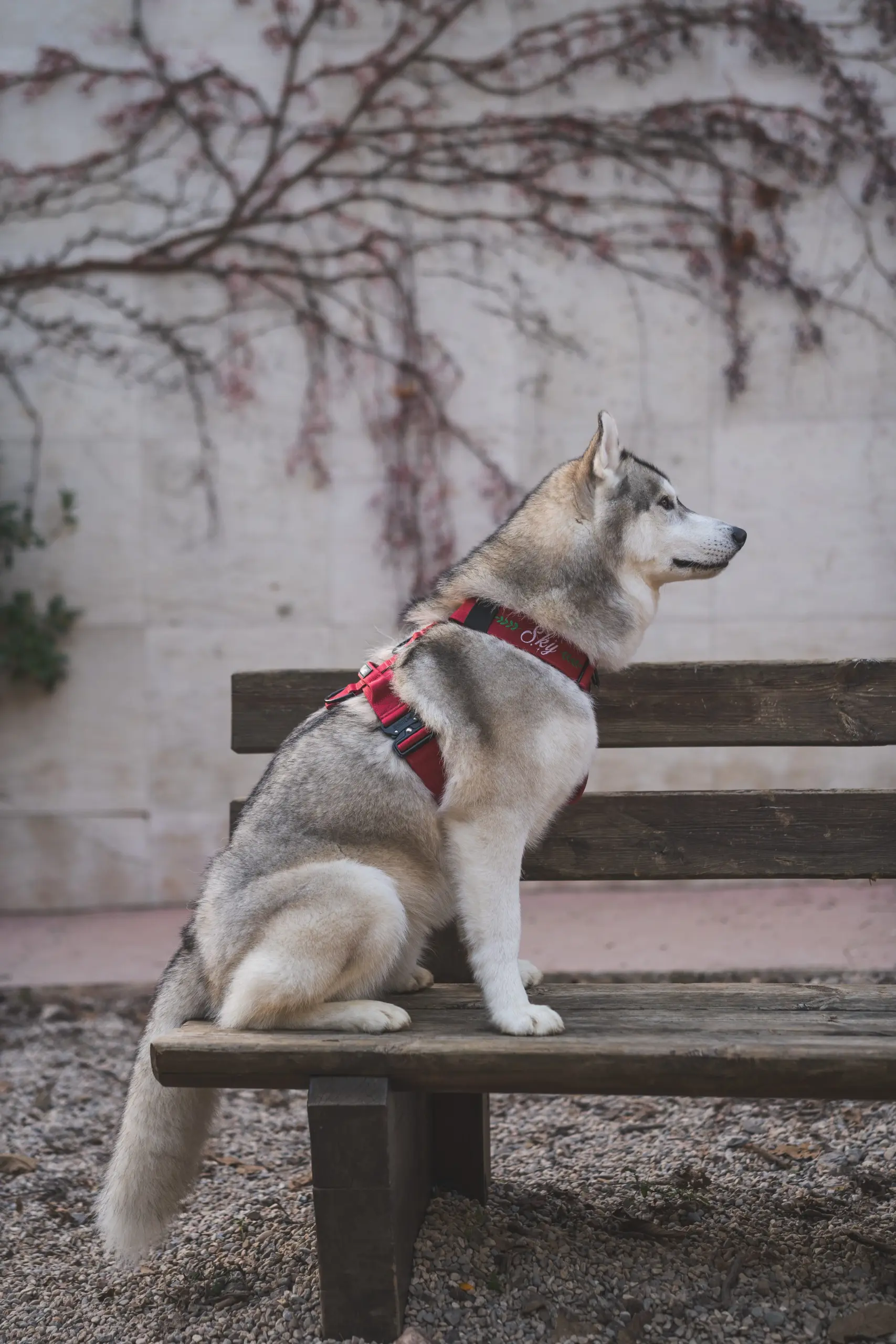 doggycraft-arnes-velvet-modelo