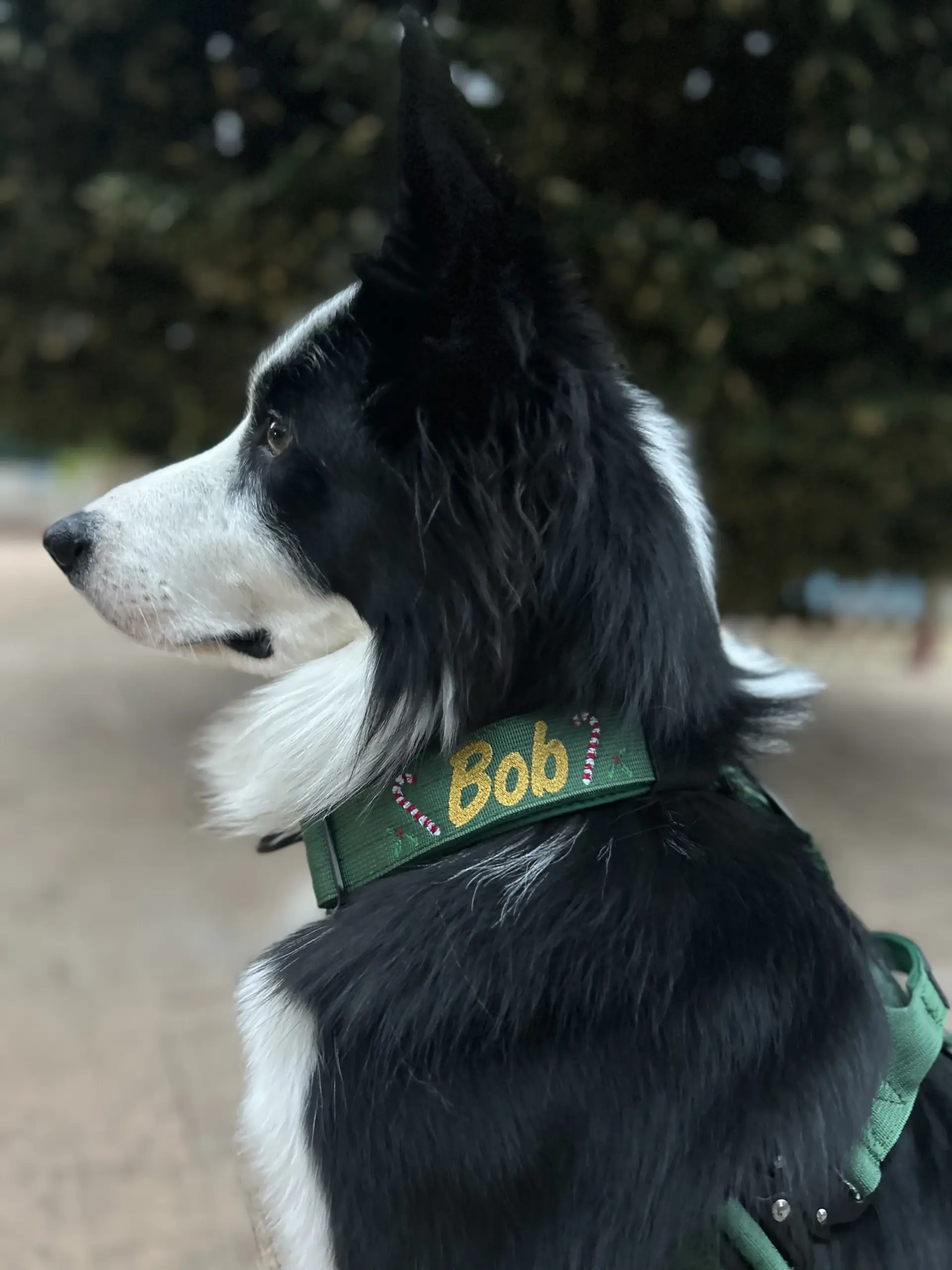 doggycraft-collar-forest-modelo