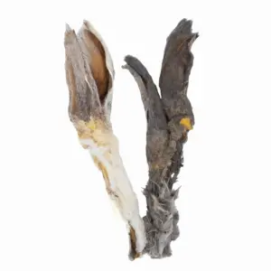 Oreja de conejo con pelo