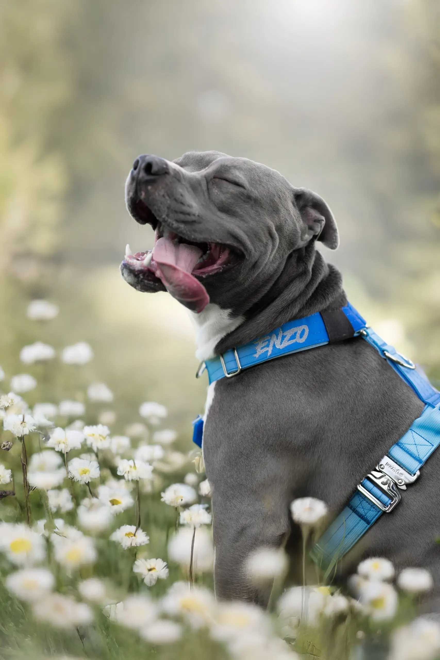 doggycraft-arnes-sky-modelo-1