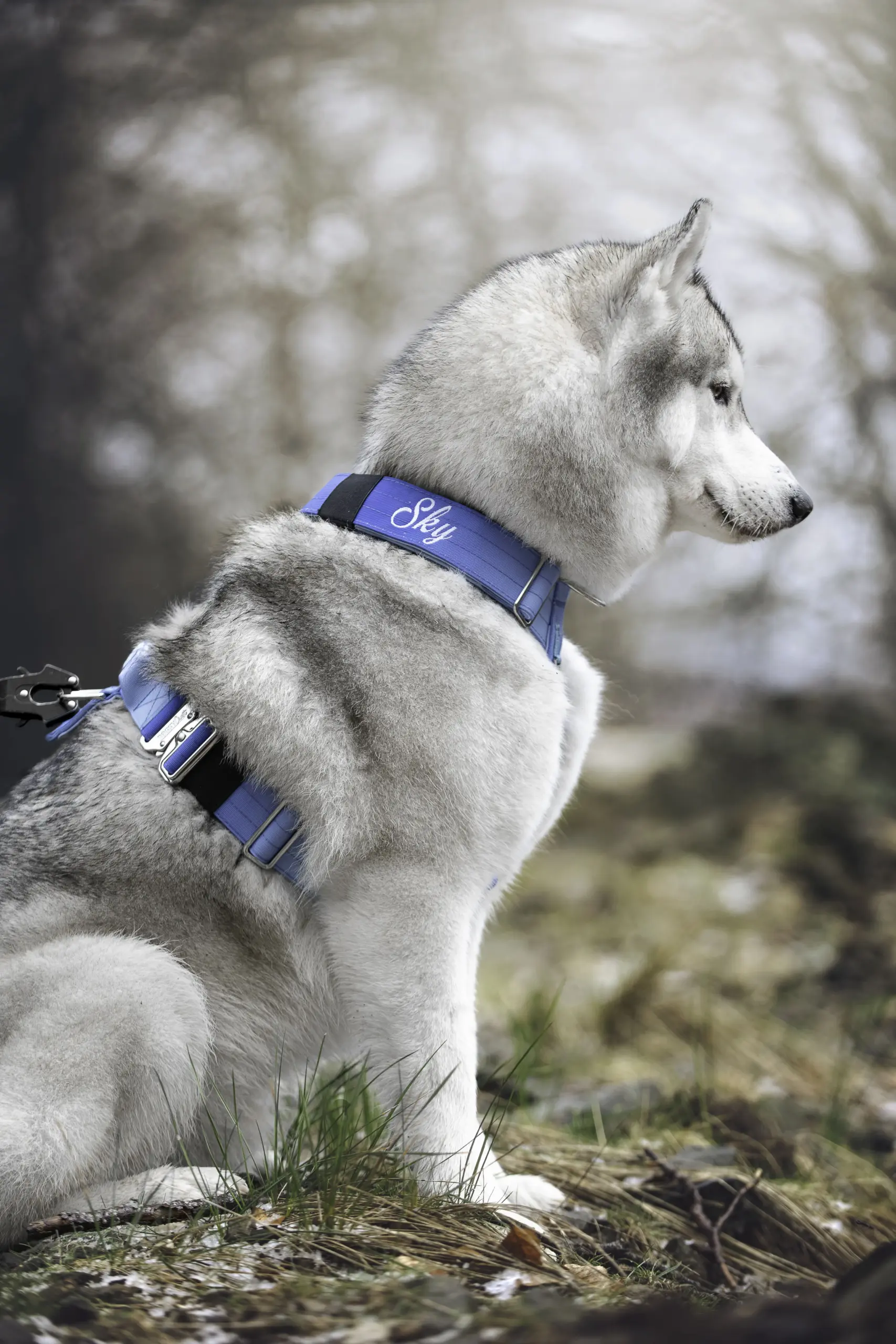 doggycraft-arnes-sky-modelo-2