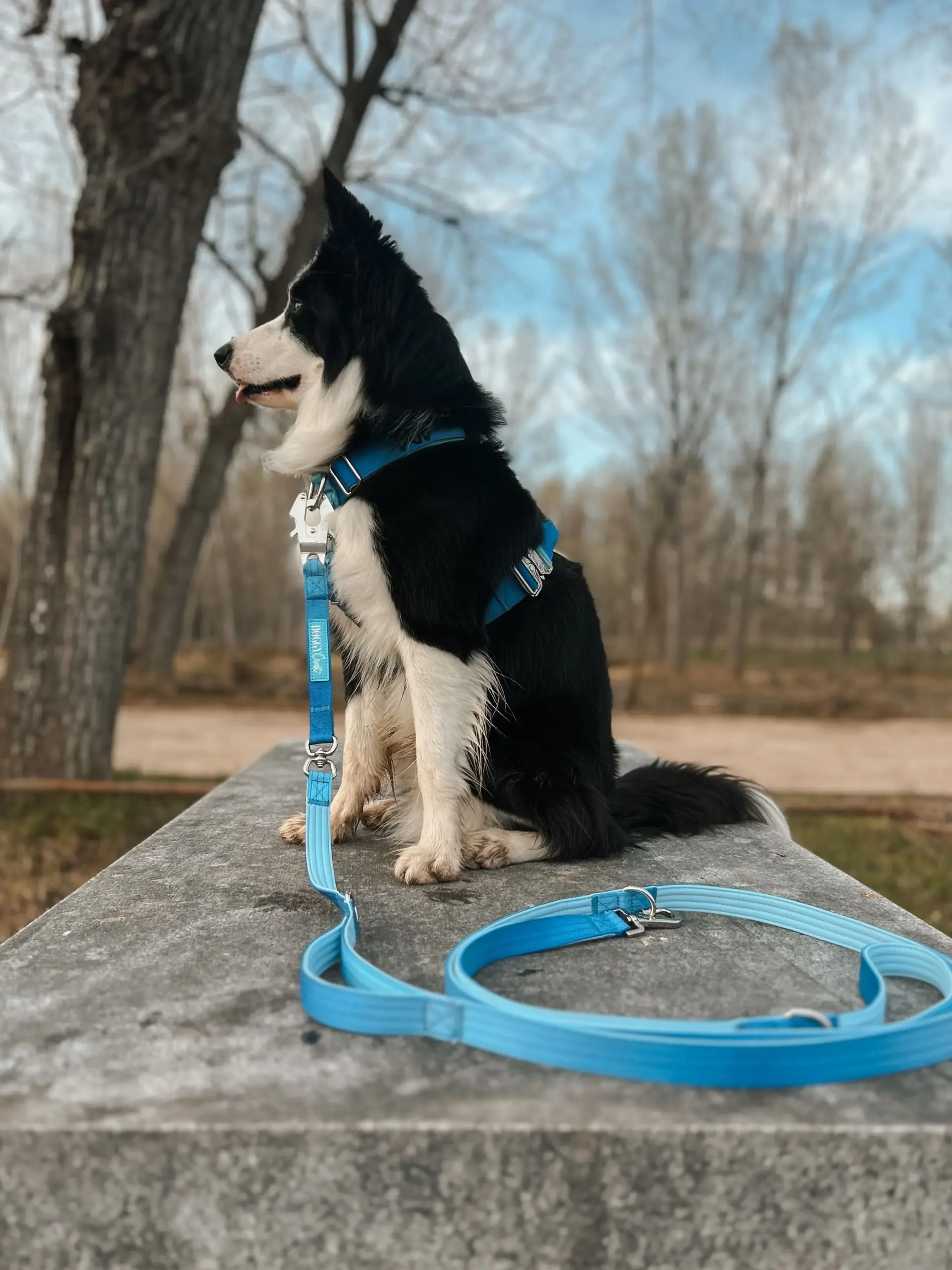 doggycraft-arnes-sky-modelo