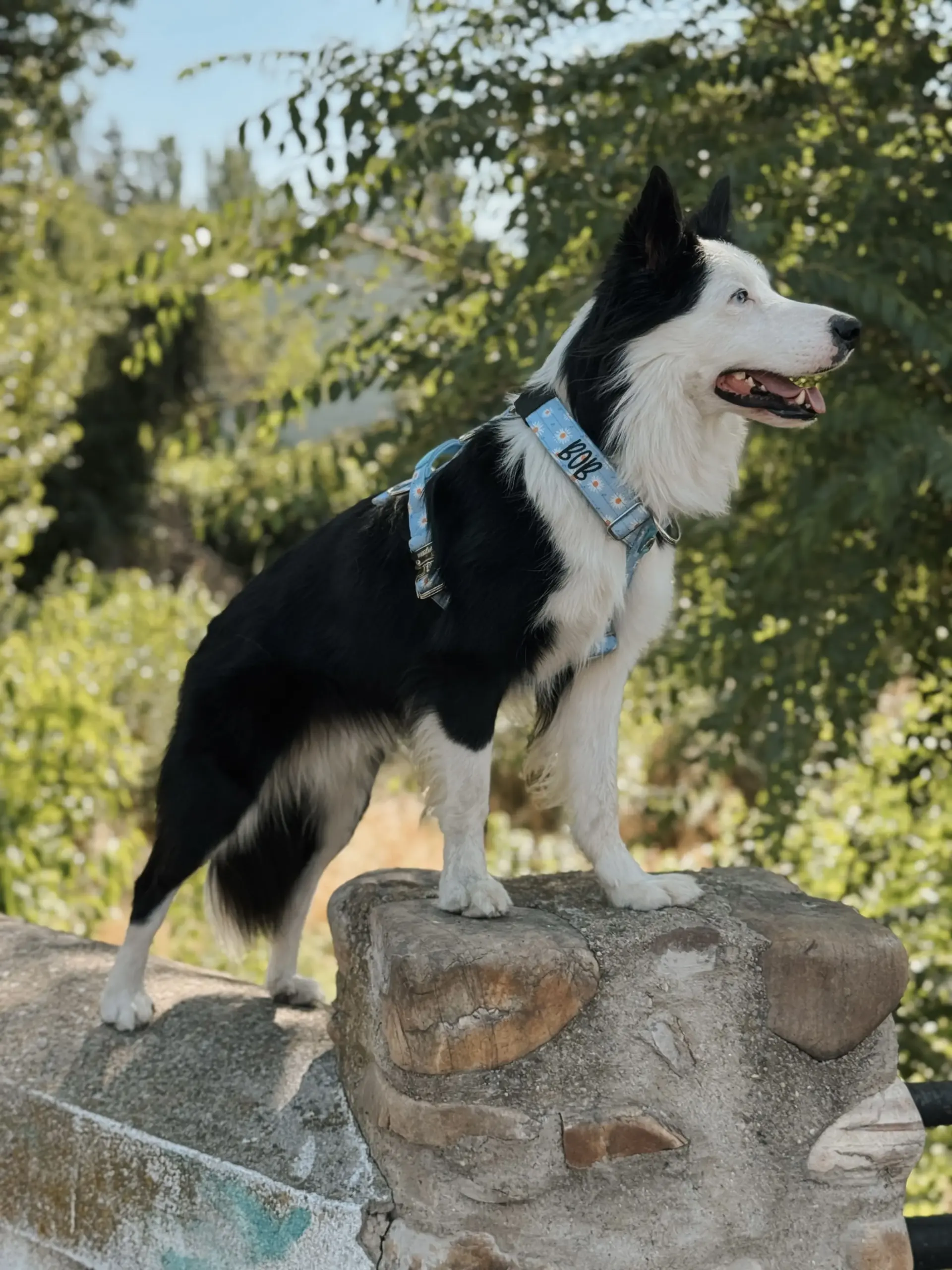 doggycraft-arnes-bloom-modelo
