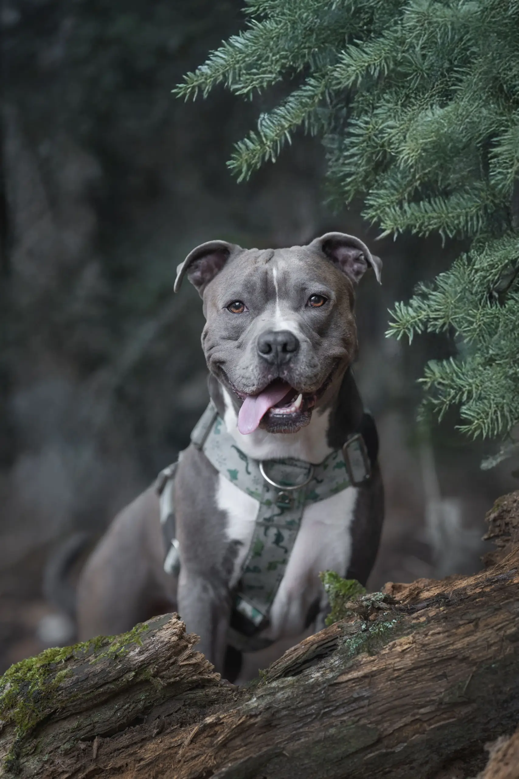 doggycraft-arnes-jurassic-modelo-1