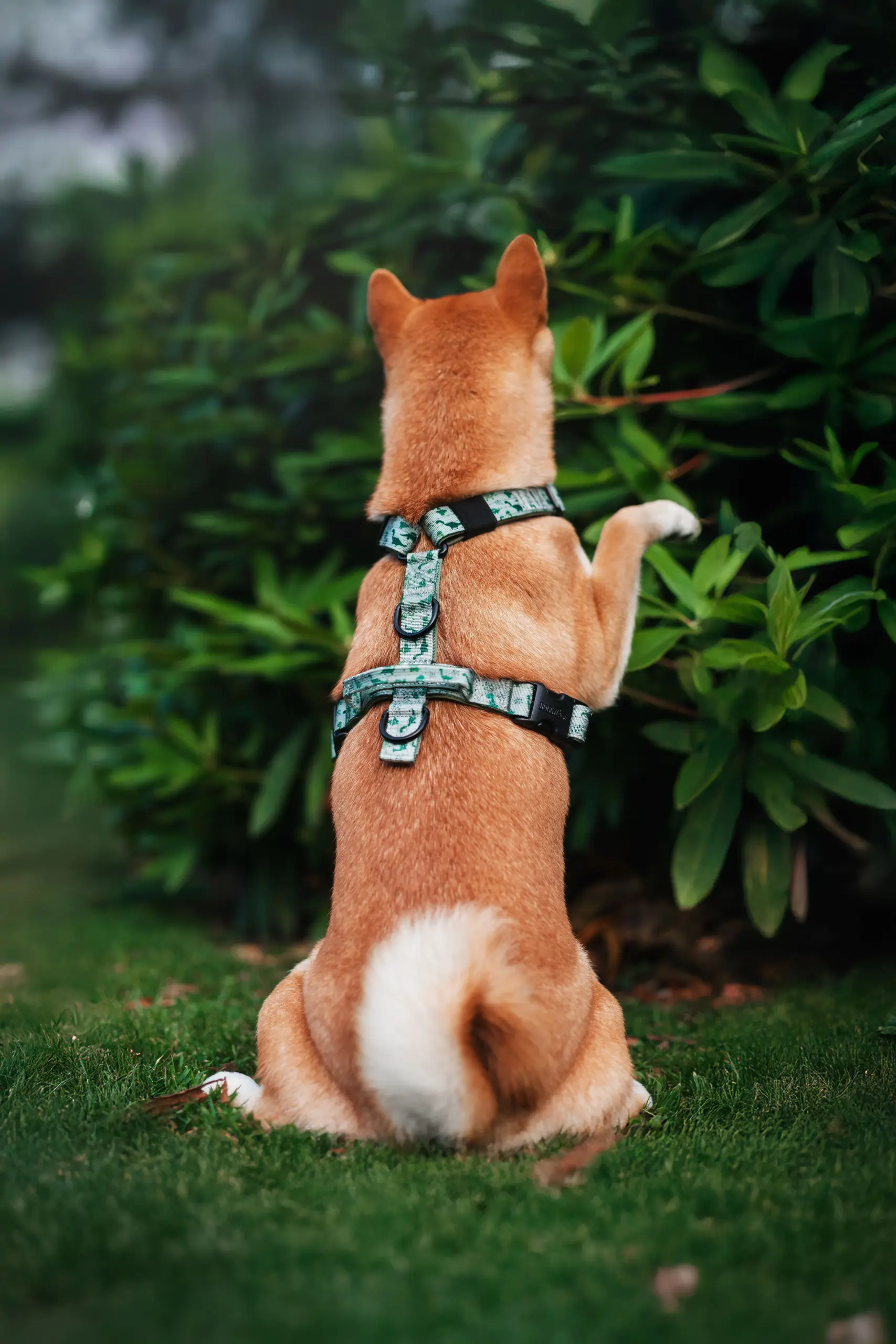 doggycraft-arnes-jurassic-modelo-2