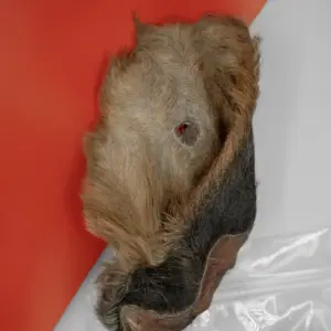 Oreja de buey con pelo