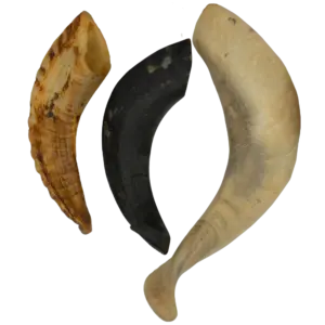 Cuerno de carnero