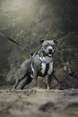 doggycraft-arnes-biothane-modelo