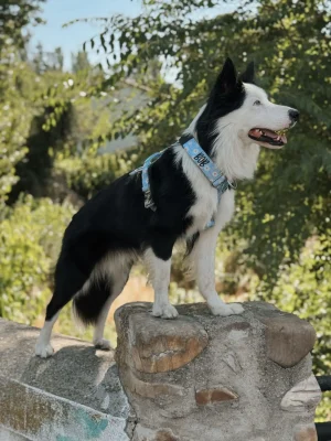 doggycraft-arnes-bloom-modelo