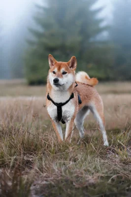 doggycraft-arnes-carbon-modelo