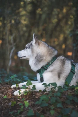 doggycraft-arnes-forest-modelo