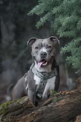 doggycraft-arnes-jurassic-modelo-1