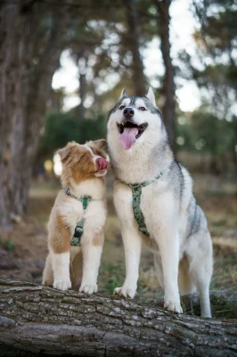 doggycraft-arnes-jurassic-modelo