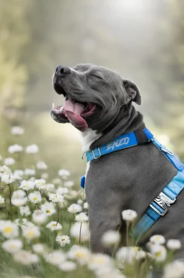 doggycraft-arnes-sky-modelo-1