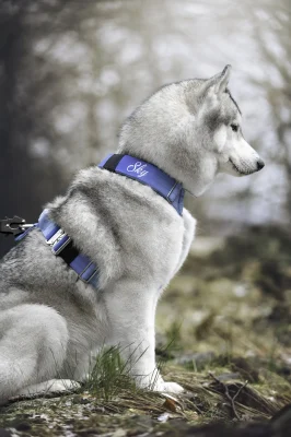 doggycraft-arnes-sky-modelo-2