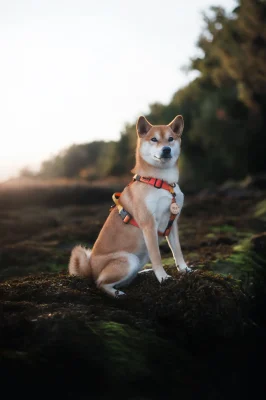 doggycraft-arnes-sunset-modelo