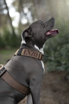 doggycraft-arnes-terra-modelo-2