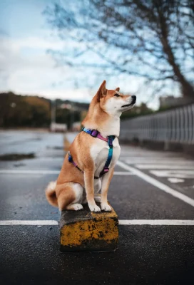 doggycraft-arnes-universe-modelo-1