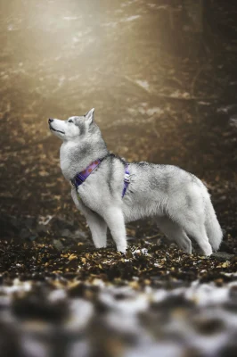 doggycraft-arnes-universe-modelo-2