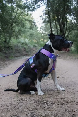 doggycraft-arnes-universe-modelo