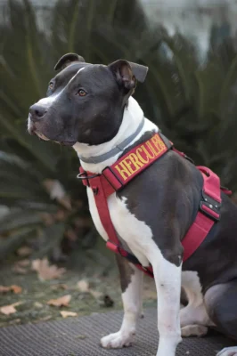 doggycraft-arnes-velvet-modelo-1