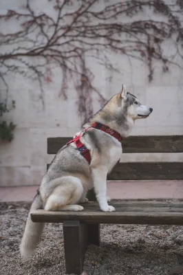 doggycraft-arnes-velvet-modelo