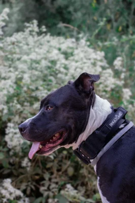 doggycraft-collar-carbon-modelo