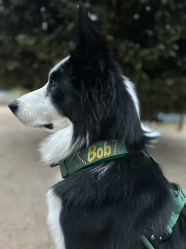 doggycraft-collar-forest-modelo
