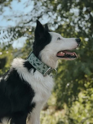 doggycraft-collar-jurassic-modelo