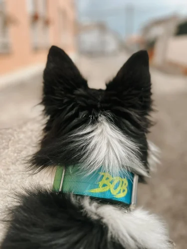 doggycraft-collar-savage-modelo