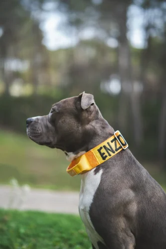 doggycraft-collar-sunset-modelo-1