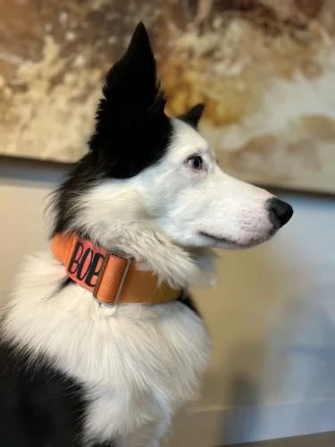 doggycraft-collar-sunset-modelo